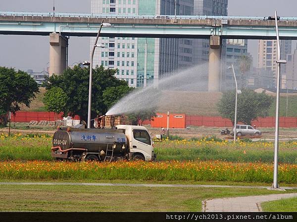 20140830疏洪道向日葵 (24).JPG