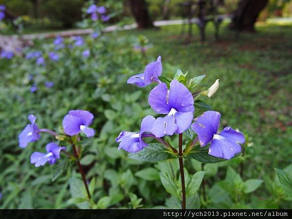 2014秋花試所(2).JPG