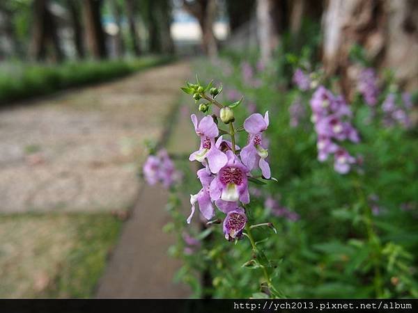 2014秋花試所(9).JPG