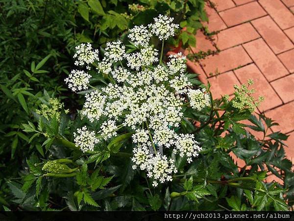 20140427 藥用植物園 (11).JPG