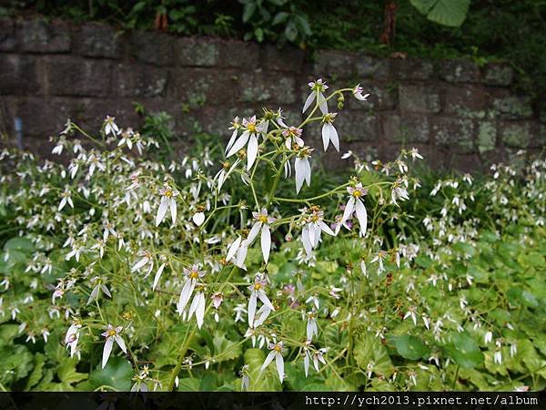 20140427 藥用植物園 (26).JPG