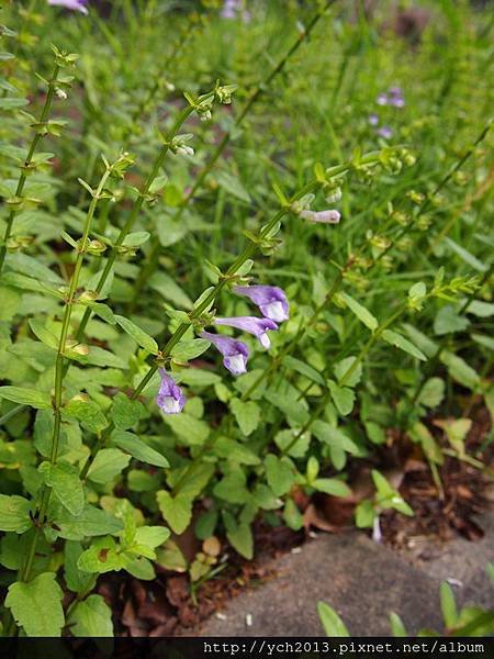 20140427 藥用植物園 (45).JPG