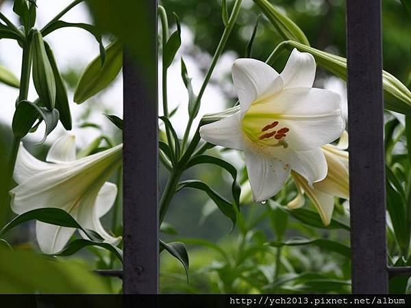 20140427 藥用植物園 (47).JPG