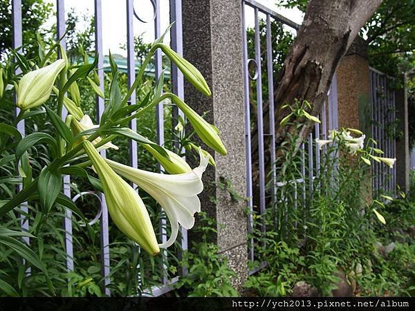 20140427 藥用植物園 (50).JPG