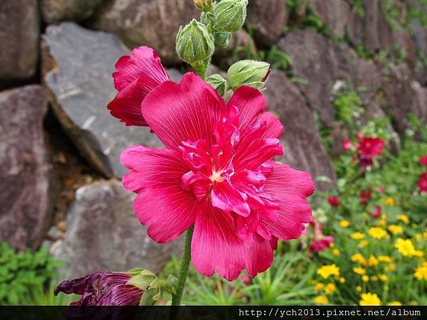 20140524溪山苗圃蜀葵杜英蝴蝶(3).JPG