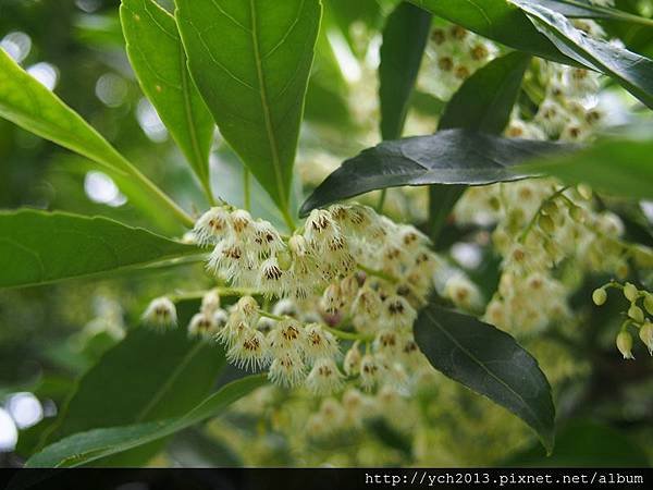 20140524溪山苗圃蜀葵杜英蝴蝶(7).JPG