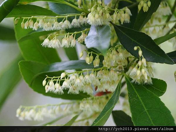 20140524溪山苗圃蜀葵杜英蝴蝶(9).JPG