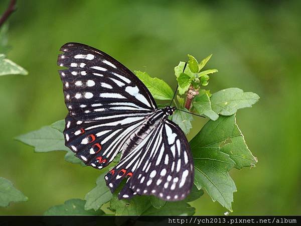 20140524溪山苗圃蜀葵杜英蝴蝶(16).JPG