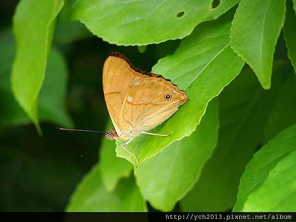 20140524溪山苗圃蜀葵杜英蝴蝶(21).JPG