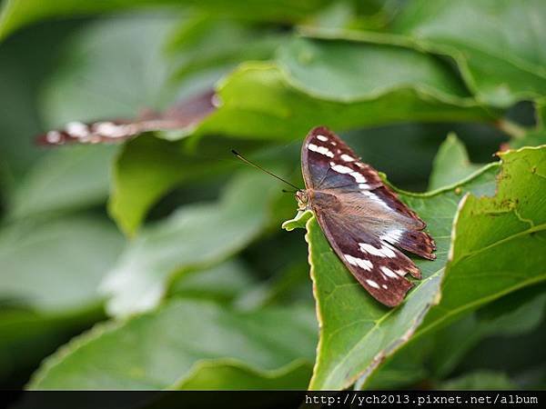 20140524溪山苗圃蜀葵杜英蝴蝶(23).JPG