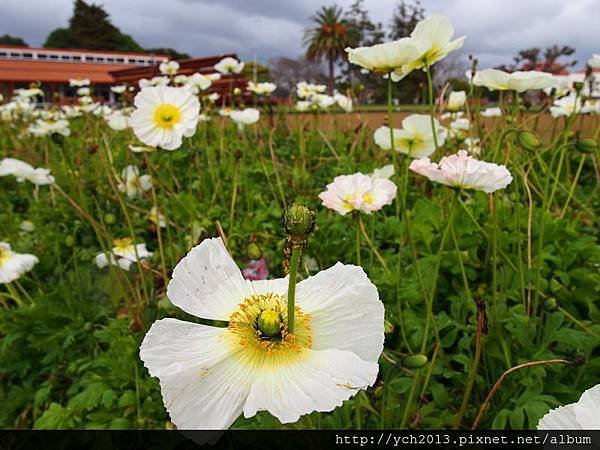 20140731羅托魯哇博物館 (7).JPG