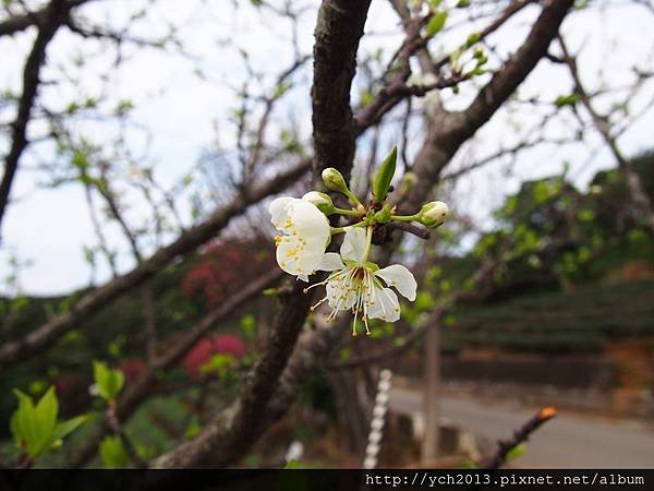 201502竹峰茶園(1).JPG