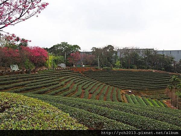 201502竹峰茶園(2).JPG