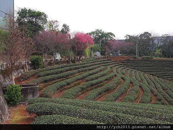 201502竹峰茶園(3).JPG