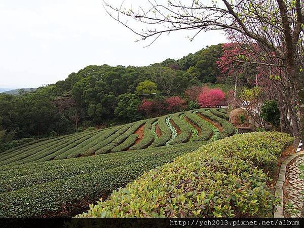 201502竹峰茶園(4).JPG