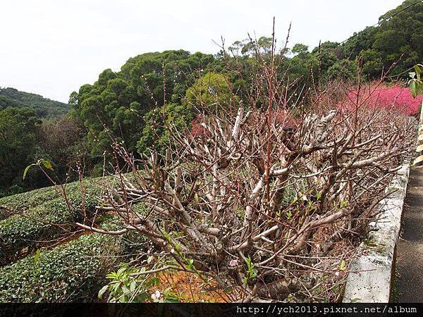 201502竹峰茶園(6).JPG