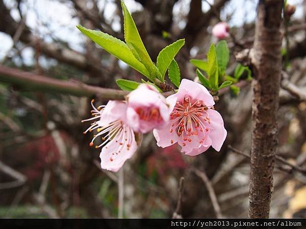 201502竹峰茶園(7).JPG