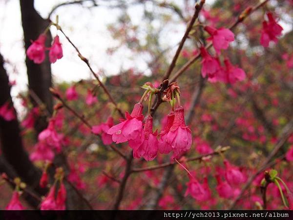 201502竹峰茶園(11).JPG