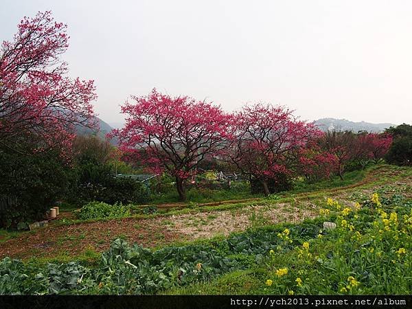 20150225風尾步道 (5).JPG