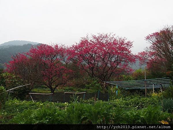 20150225風尾步道 (22).JPG