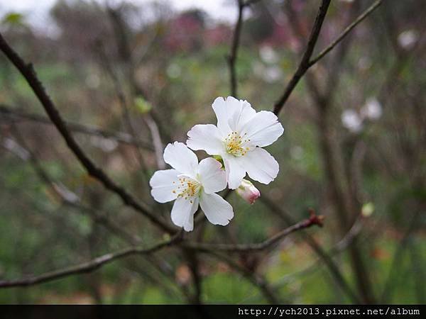 20150225風尾步道 (27).JPG