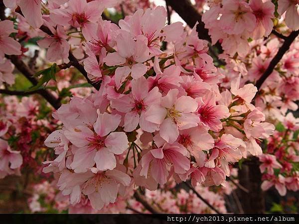 0318風尾步道 (1).JPG