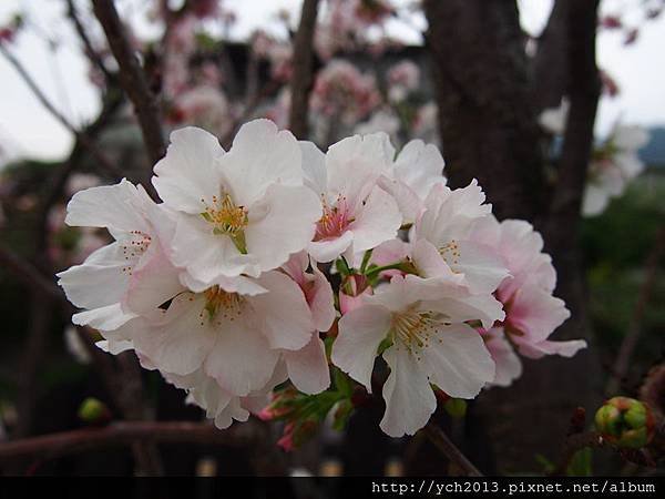 0318風尾步道 (9).JPG