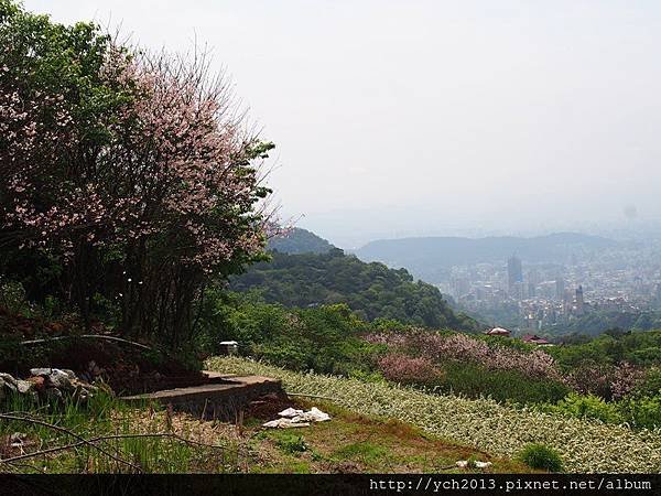 0328頂圳步道 (3).JPG