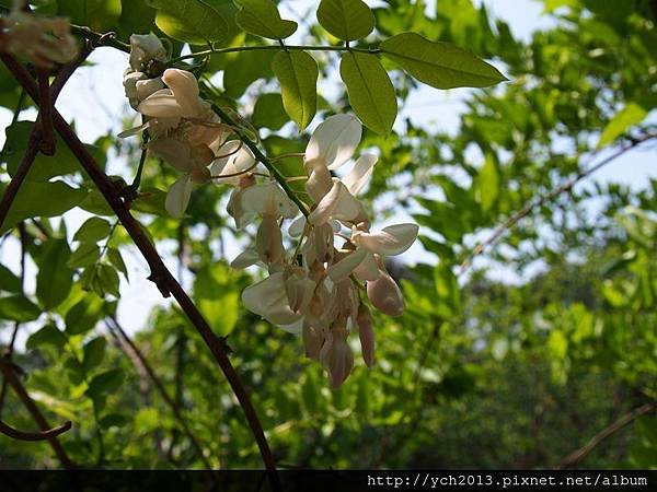 20150403花卉試驗中心(5).JPG