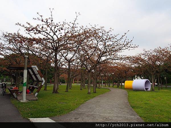 新生公園掌葉蘋婆(1).JPG