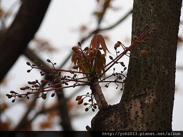 新生公園掌葉蘋婆(2).JPG