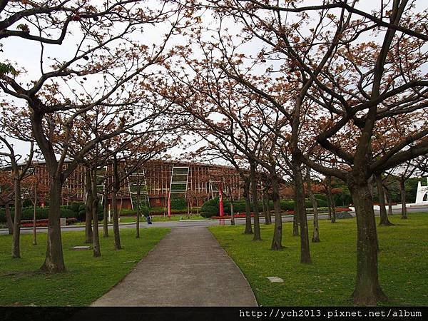 新生公園掌葉蘋婆(4).JPG