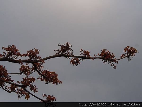 新生公園掌葉蘋婆(11).JPG