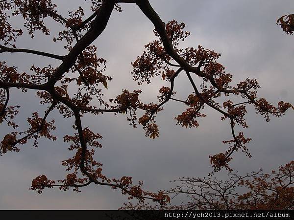 新生公園掌葉蘋婆(15).JPG