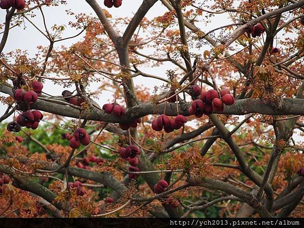 新生公園掌葉蘋婆(17).JPG