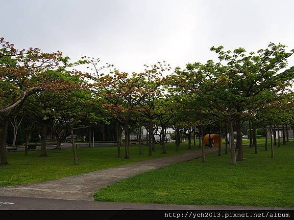 新生公園掌葉蘋婆(21).JPG