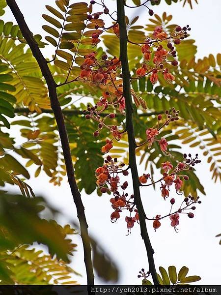 2015大果鐵刀木(9).JPG