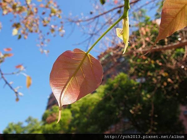 2015菩提(2).JPG