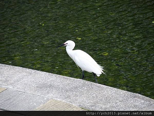 201505印度紫檀(11).JPG