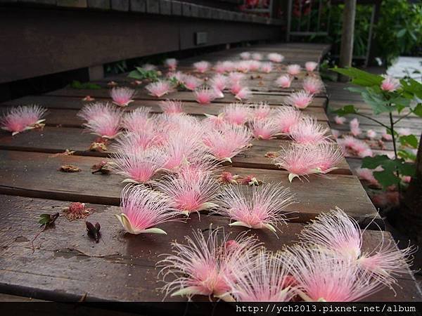 20150623穗花棋盤腳(2).JPG