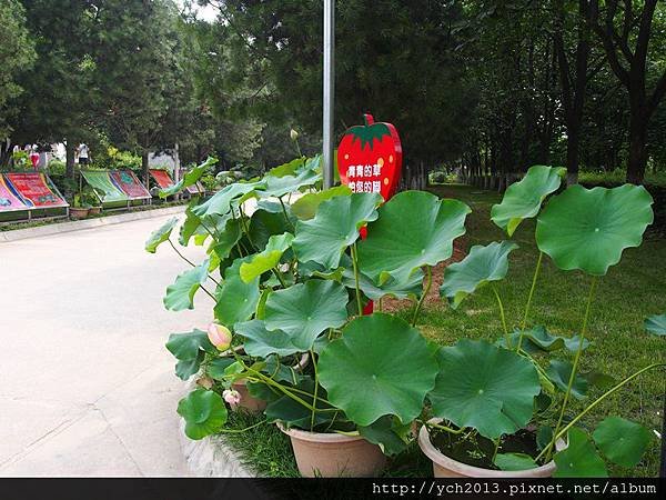 20150709西安植物園(1).JPG