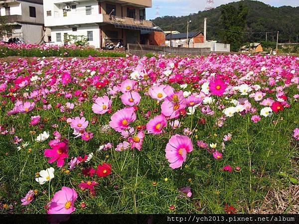 20151212龜山楓樹坑(15).JPG