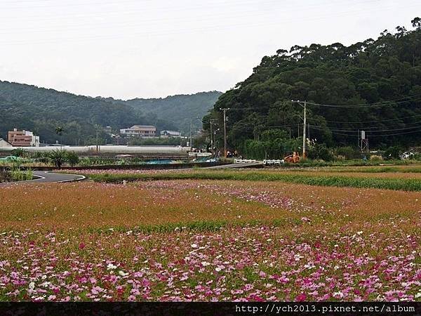 20151212龜山楓樹坑(19).JPG