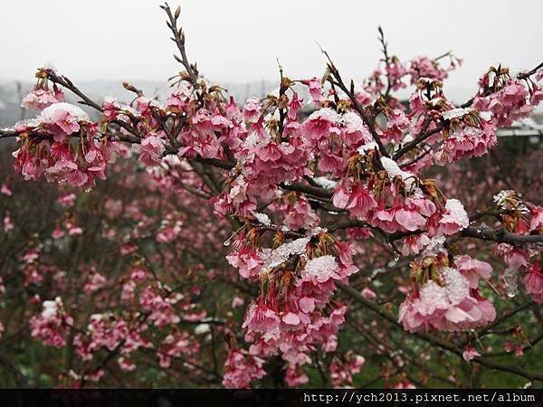 20160124平等里雪景(10).JPG