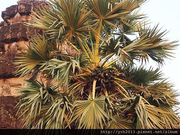 Angkor Wat(33).JPG