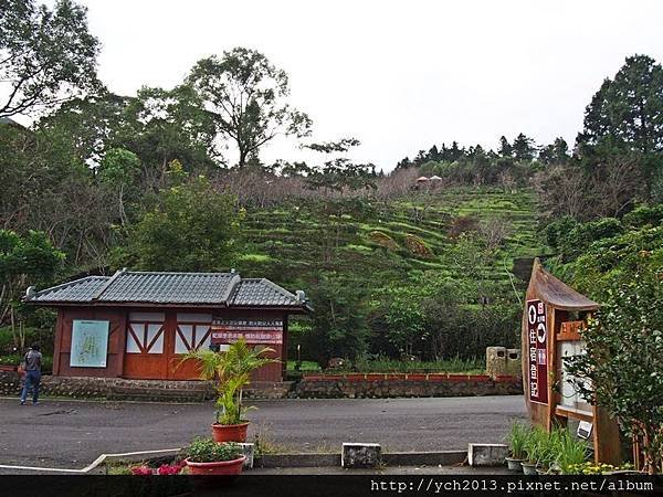 台大鳳凰茶園(1).JPG