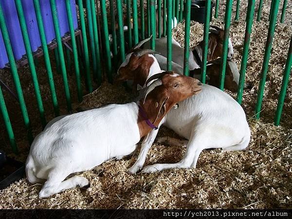 20160718Delaware County fair(19).JPG