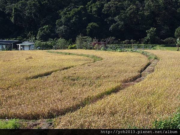 風尾坑(2).JPG