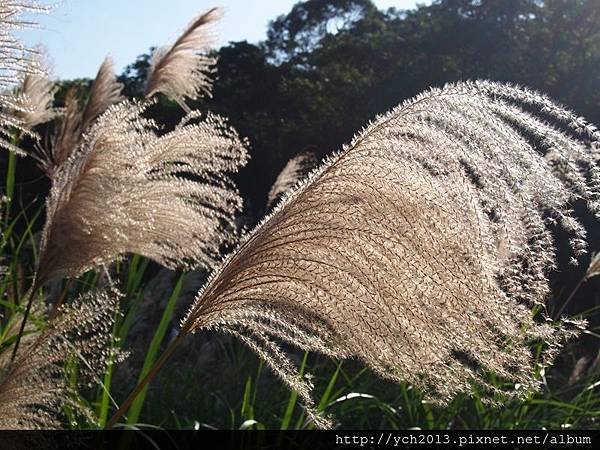 風尾坑(18).JPG