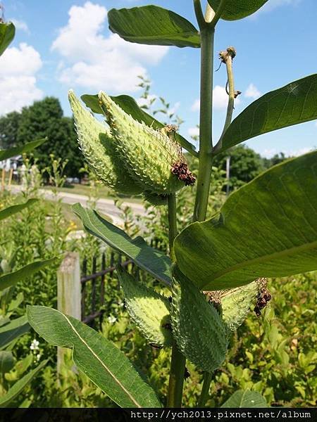 milkweed.JPG